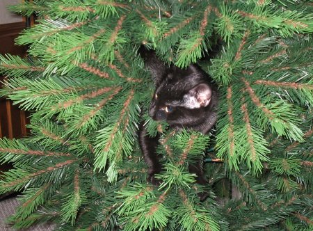 [Tom in a tree]