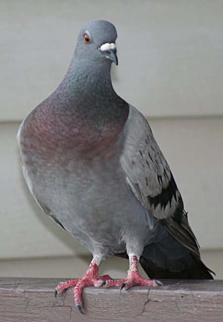 [Pigeon]