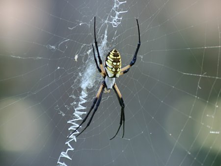 [Spider - 450px]