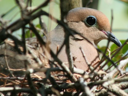 [A mourning dove up close]