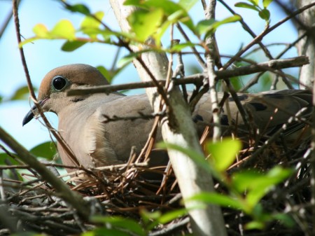 [A mourning dove on her nest]