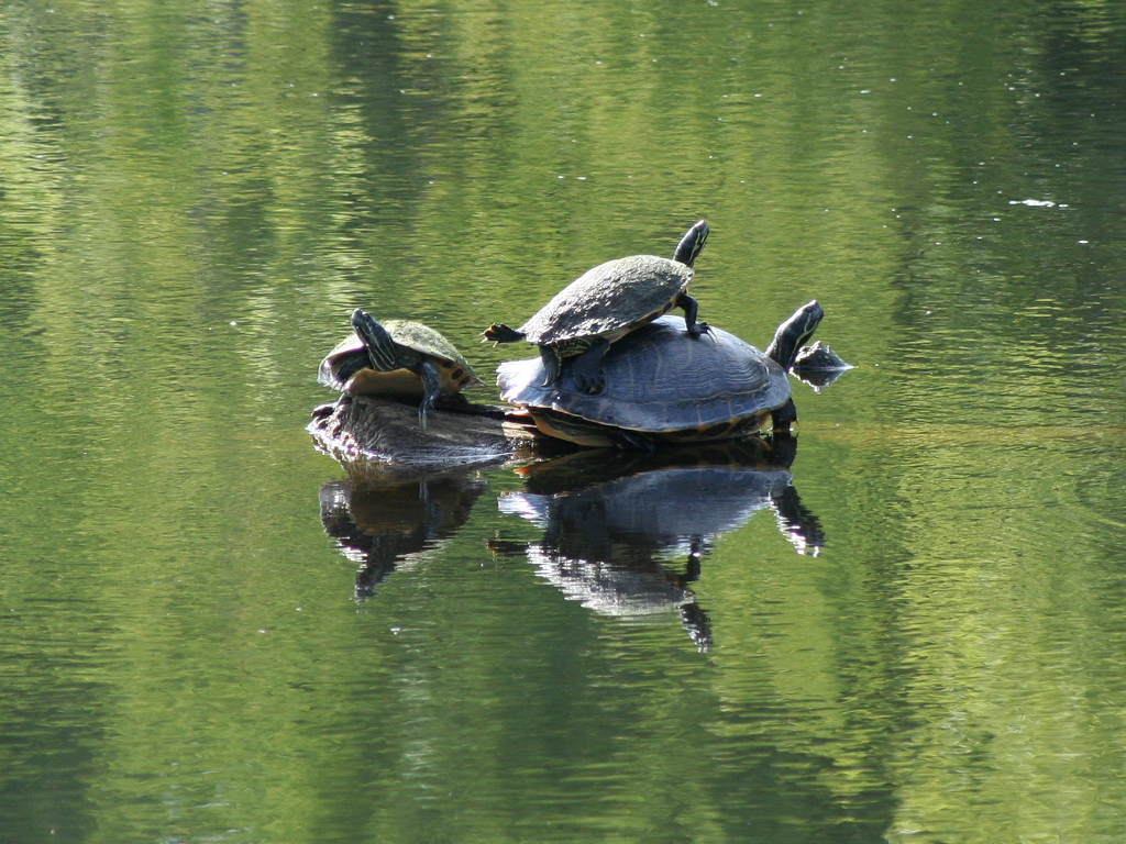 turtles-all-the-way-down